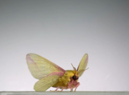 This Super-Slo-Mo Video of Insects Flying Will Leave You in Awe