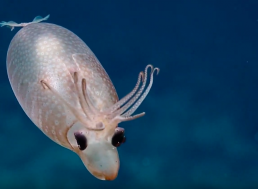 Watch a Squidlet Resemble a Strange Floating Reindeer, Baffling Nautilus Scientists