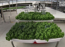 These Water-Saving Robots Are Growing Produce in Greenhouses