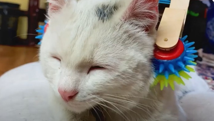 diy cat massager complete