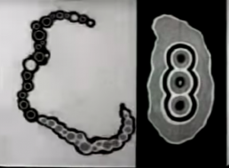 Watch This Beautiful 1929 Avant-Garde Artistic Vision of How Life Originated