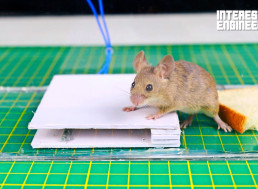 Make Your Own Humane Mouse Trap from Simple Materials