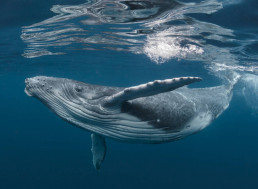 How Whale Poop Helps Mitigate Climate Change