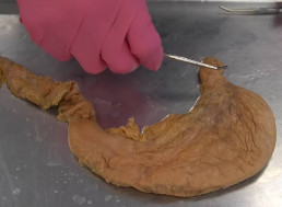 YouTuber Explores How Much Food the Human Stomach Can Hold