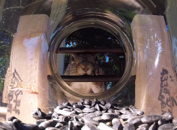 Here's How to Design a Squirrel-Proof Bird Feeder