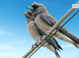 The Reason Why Birds Sitting on Power Lines Don't Get Electrocuted