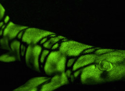 New Discovery: Why These Sharks Have a Bright Green Biofluorescent Glow