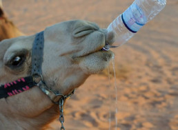 This Is Where Camels Store Their Water