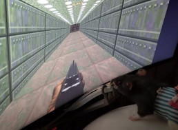 A Neuroscientist Trained Rats To Play Doom Using a Custom VR Setup