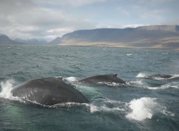 The Reasons Why Killer Whales Migrate Will Surprise You