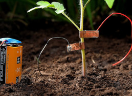 Keep Snails Away From Plants With a 9V Battery and Copper Tape
