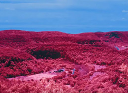 This Is What Plants Would Look Like on Other Planets