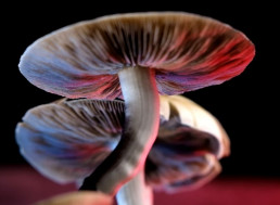 Video Explores Why Taking Mushrooms Bought off the Dark Web Isn't a Good Idea