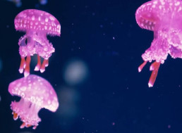 Jellybots Are Ocean-Exploring Biohybrid Robots Made out of Jellyfish