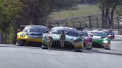 A Pack of Uninvited Kangaroos Invade Endurance Racing Track