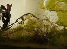 A YouTuber Put Saltwater and Seaweed in a Jar for a Year to See What Happens