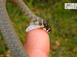 How Dangerous Snake Bites Can Really Be