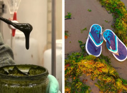 Algae Could Become the Plastic of the Future. Here's What That Means