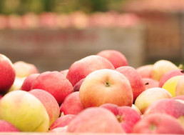 These YouTubers Explore the Fascinating Science Behind Growing Food