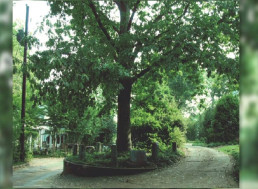 This Is the True Story Behind the Tree That Owns Itself